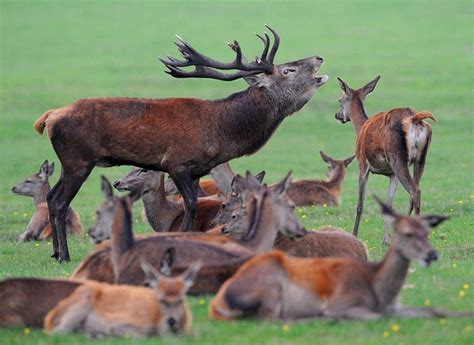 Locking Antlers Red Deer Stags During The Annual Autumn Rutting Season