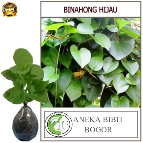 Jual BIBIT POHON TANAMAN HERBAL DAUN BINAHONG HIJAU Shopee Indonesia