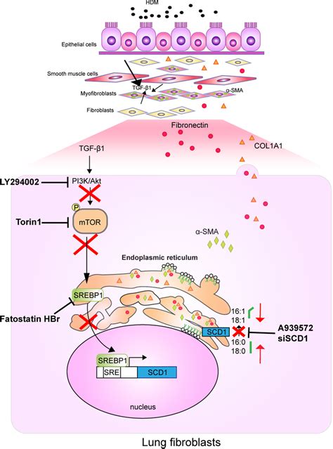 PI3K Akt mTOR SREBP1 signaling regulates TGF β1 induced SCD1 expression