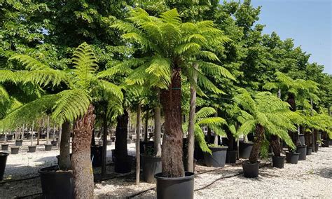 Dicksonia Antarctica Australian Tree Fern Garden Plants Online