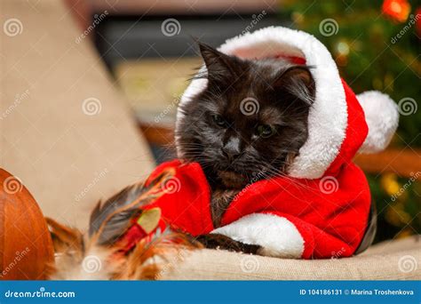 Festive Portrait Of Black Cat In Santa Claus Costume Stock Image