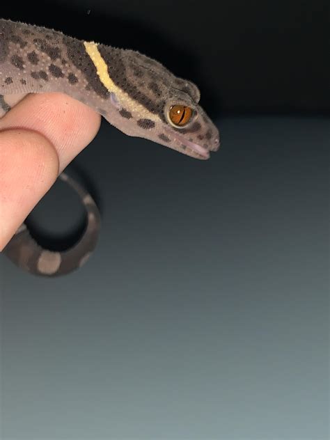 New enclosures : r/geckos