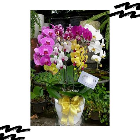 Anggrek Bulan Dewasa Pohon Mix Color De Orchids