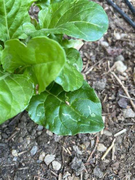 Leaf Miner And Eggs Showing Up How Do I Stop Neem Oil Rgardening
