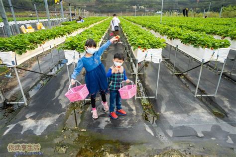 大湖草莓2024》草莓季是幾月？苗栗大湖採草莓價格草莓園特色看這篇！