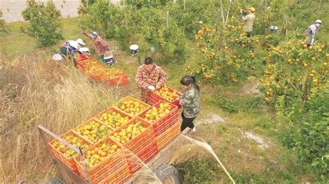 小柑橘开启甜蜜致富路医药医改频道东方养生