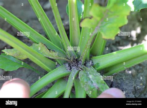 Boron Deficiencies On Sugar Beet Plants Lack Of Nutrients