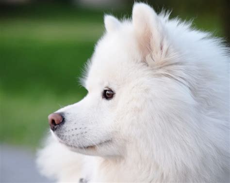 25 Best Dog Breeds For People With Allergies