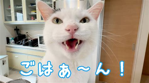 元気になって「ごはん」の発音が良くなったお喋り猫チロさん Youtube