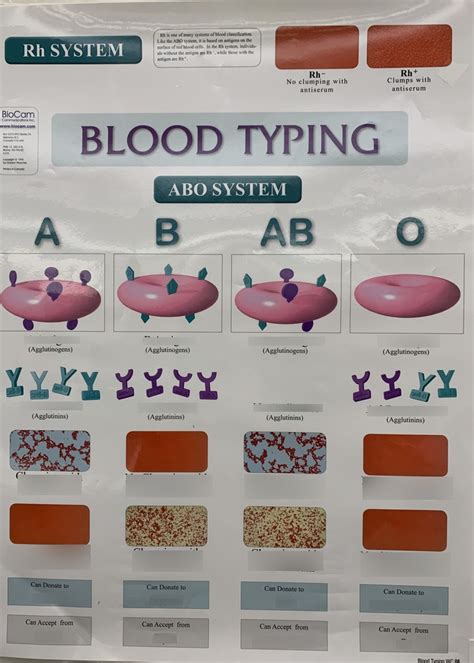 Blood Typing Diagram Quizlet