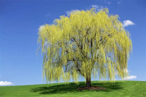 Spring Weeping Willow Against A Blue Sky By Banksphotos