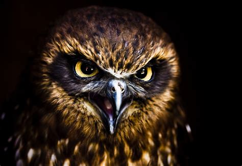 Most Interesting Eyes Of A Night Owl