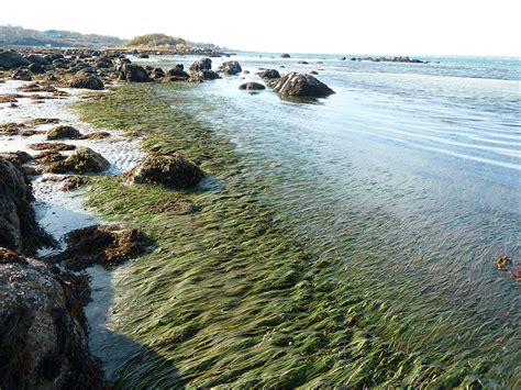 Fishers Island Seagrass Management Coalition Update Henry L Ferguson