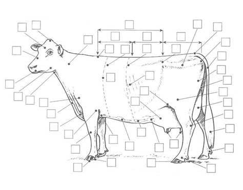 Dairy Cow parts Quiz