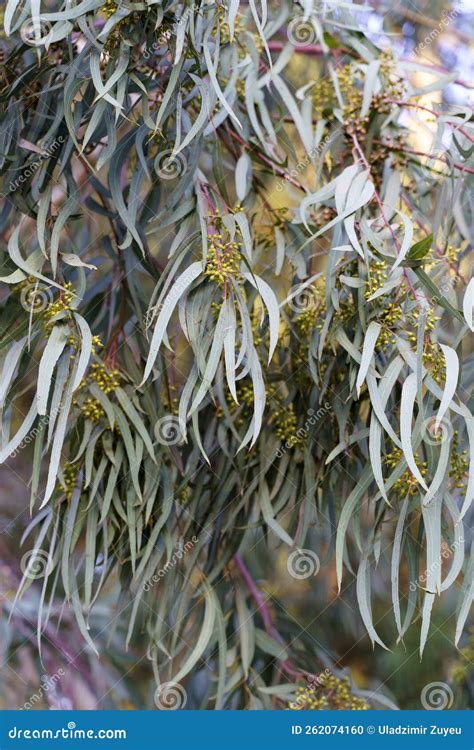 Eucalyptus Tree Leaves Background Eucalyptus Tree Crown With Branches