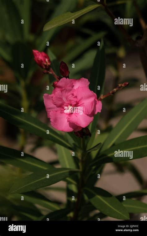 A Vertical Closeup Of Nerium Oleander Botanical Garden Of Iasi
