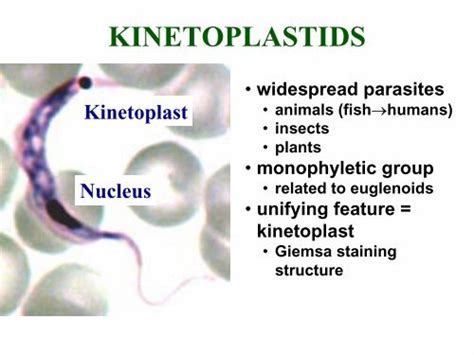 KINETOPLASTIDS