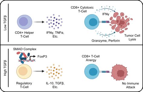 The Difficulty In Translating The Preclinical Success Of Combined Tgfβ And Immune Checkpoint