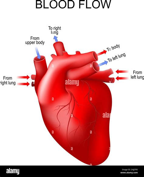 Anatomia Cardiaca Umana Le Frecce Mostrano La Direzione Normale Del