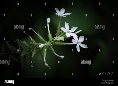 Flowers Of Ceylon Leadwort Plumbago Zeylanica A Tropical Medical