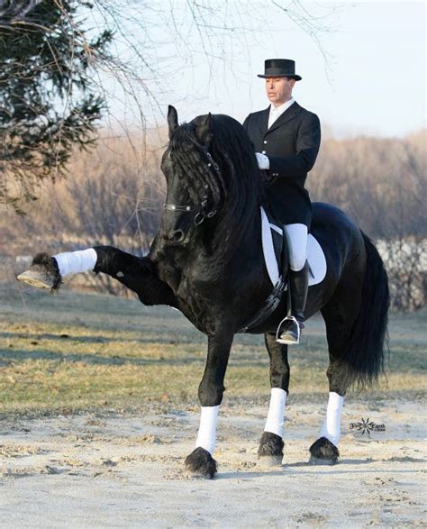 Friesian In Full Dressage Stride Stunning Dressage Horses Draft