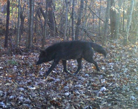 Black Coyote In Georgia | National Deer Association