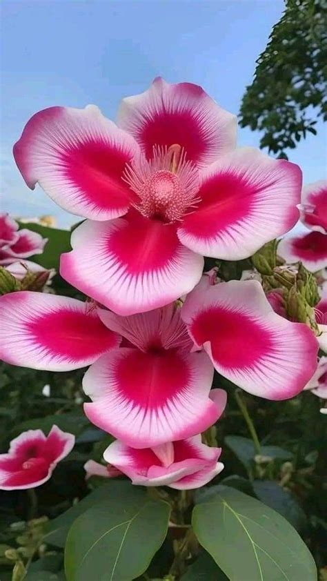 Pin By Dhafer Shamsuldeen On Flowers In Beautiful Flowers Photos