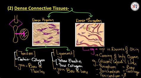 Connective Tissue Definition Types Function And Examples