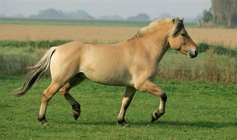 Fjord Horse Breed Guide: Characteristics, Health & Nutrition | Mad Barn