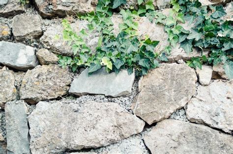 Old Stone Wall With Ivy Stock Photo Image Of Autumn 98731176