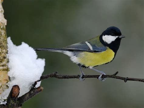 Vogels In De Tuin Zo Help Je Ze De Winter Door Thegreenlist Nl