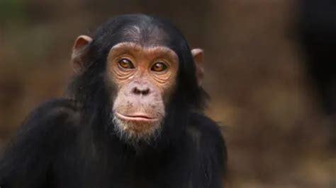 Primates: New rules make it harder to keep them as pets