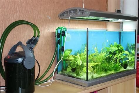 Everything you should know about Fish Tank Filters – Umbriaon The Blog