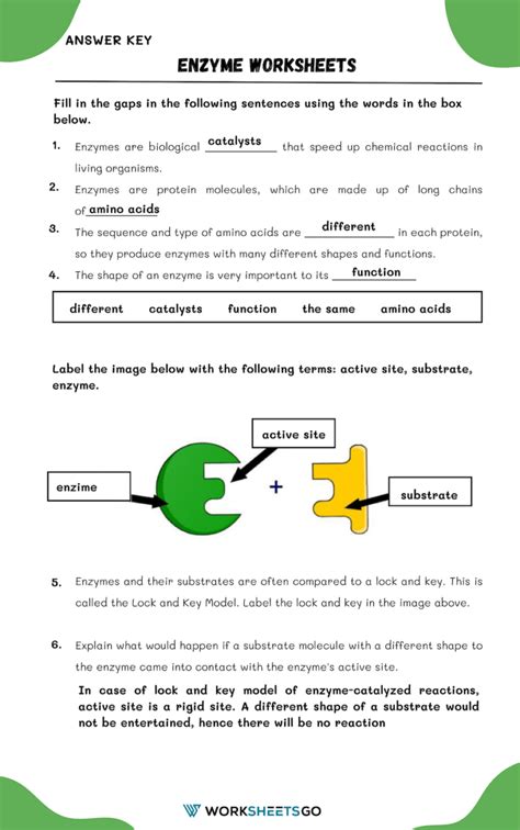 Enzyme Worksheets Worksheetsgo