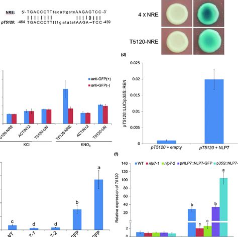 NLP7 Regulates The Expression Of T5120 Through Direct Binding To The