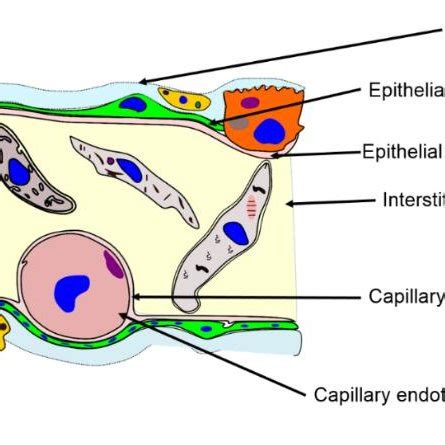 1 Different layers of an alveolus. | Download Scientific Diagram