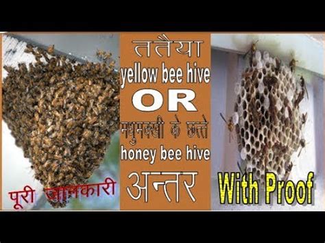 Difference Between Honey Bee Or Yellow Bee Nest Buy Yellow Bee Nest