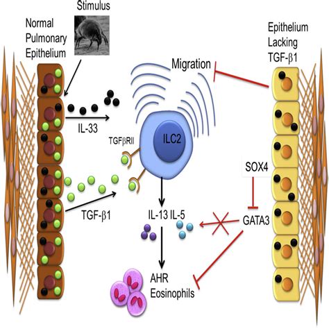 Pulmonary Epithelial Cell Derived Cytokine TGF β1 Is a Critical