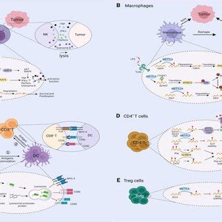 Overview Of The M A Modification In The Mrna Life Cycle The M A