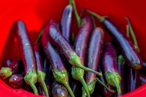 Long Purple Eggplant Vegetables In A Red Bowl Close Up Views Of Farm