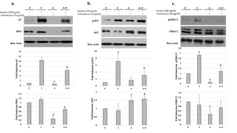 A Effects Of Anisomycin On Expression And Insulin Induced Tyrosine