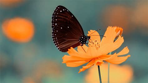 Mariposa En Una Flor Fondo De Pantalla 4k Hd Id4684