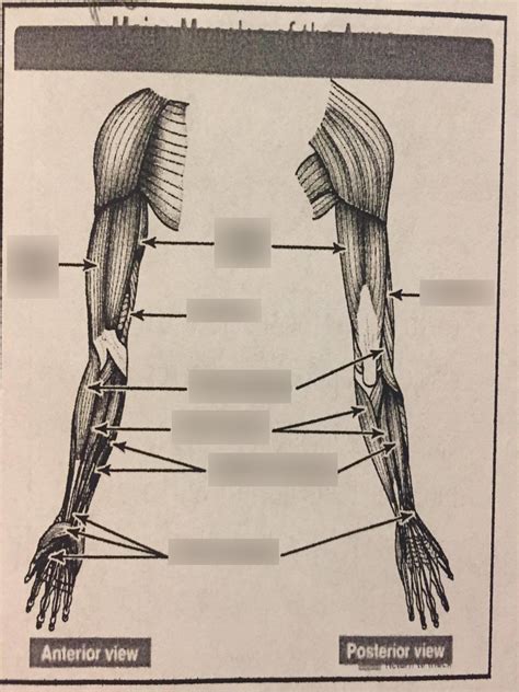 Major Muscles Of The Arms Diagram Quizlet