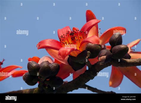 Red Silk Cotton Flower Also Known As Bombax Ceiba Shimul Dhaka