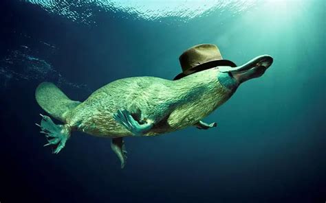 15 Amazing Facts About Platypus That Will Blow Your Mind