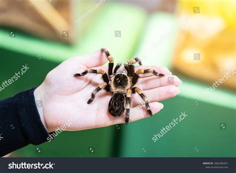 68 Tarantula's Eyes Images, Stock Photos & Vectors | Shutterstock