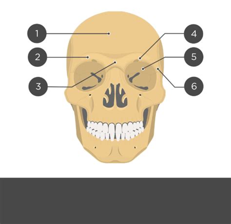 Frontal Bone Anatomy | GetBodySmart