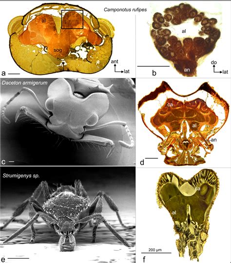 [PDF] Structure and function of ant (Hymenoptera: Formicidae) brains: Strength in numbers ...