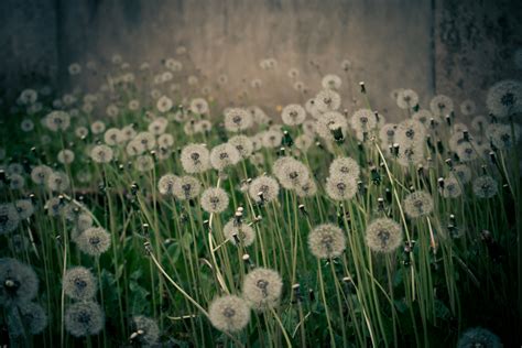 Free Images Nature Dandelion Sunlight Leaf Flower Green Botany