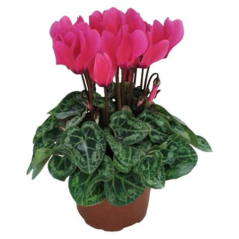 Ciclamen Persicum Cyclamen Midi Tamaño De Maceta 12 Cm En Función